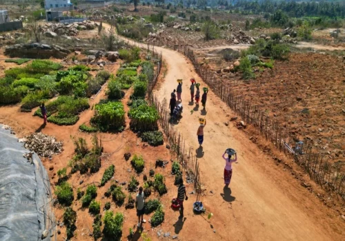 From watches to wildlands: Titan’s afforestation project in Hosur aims for long-term climate impact